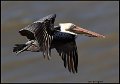 _9SB0188 brown pelican
